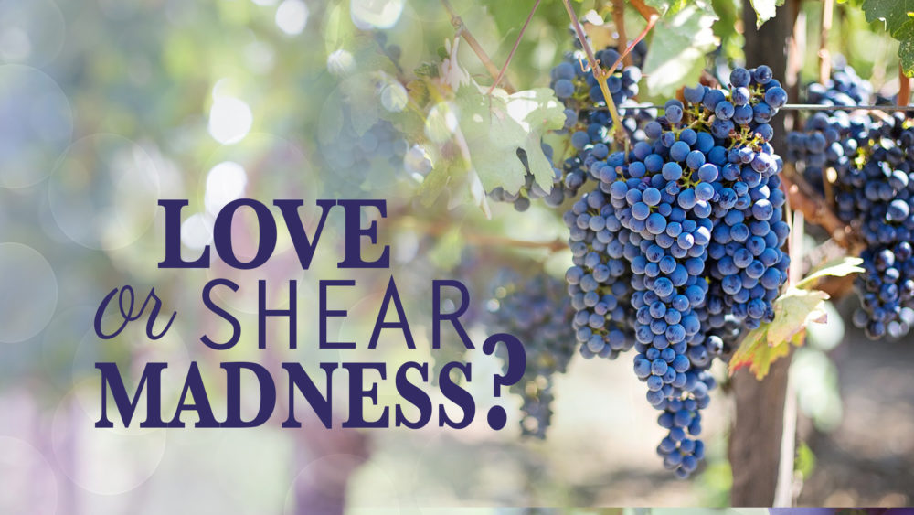 What Matters Most: Love Or Shear Madness? (3 of 5) Image